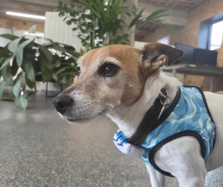 Foto van de hond Wifi