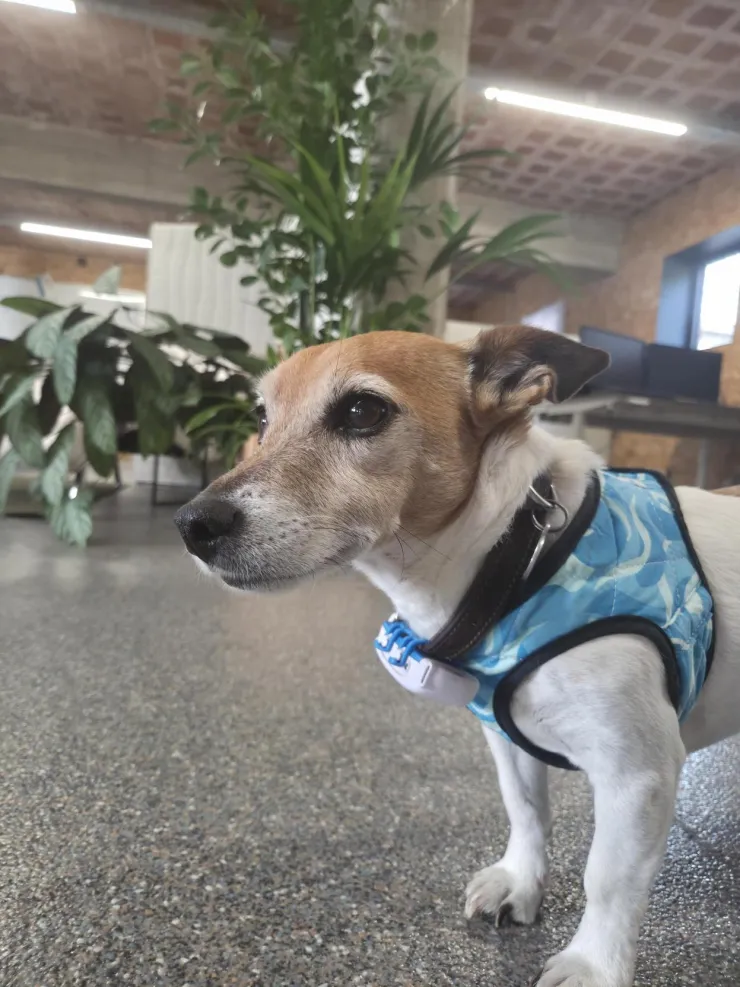 Foto van de hond Wifi
